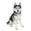 Husky sibérien assis