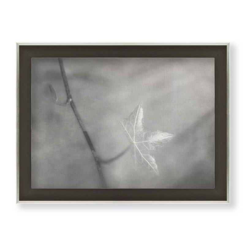 Jeune feuille dans les rayons du soleil, noir et blanc par Hal Halli. Impression sur papier - Montée et encadrée avec de l'acrylique transparent