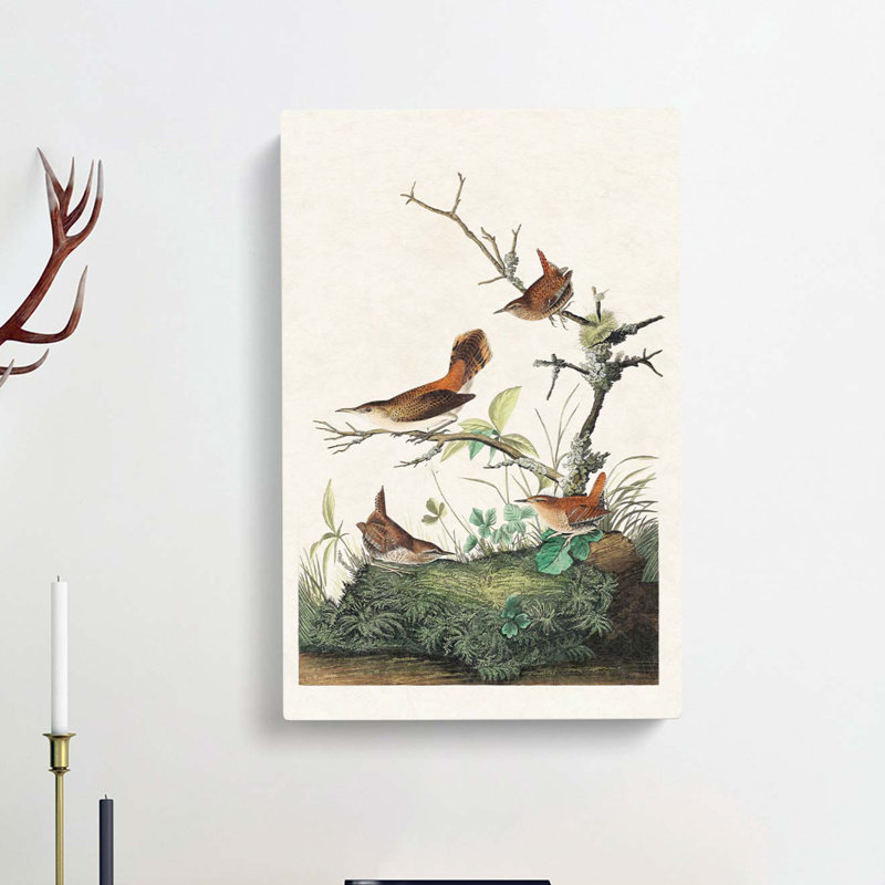 Wrens by John Audubon - Wrapped Canvas, 50cm H x 35cm W x 3cm D