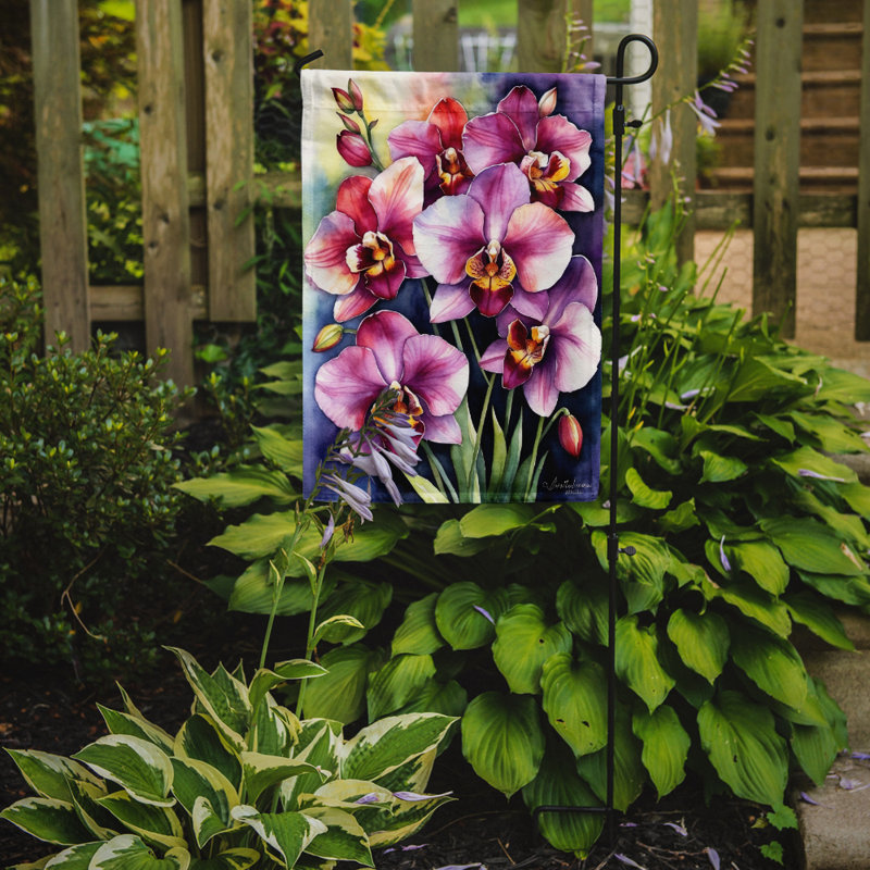 Drapeau d'hypericum ou de millepertuis, Orchidées Miltoniopsis
