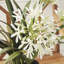 Conservatory Agapanthus Drop in Plant-759948058