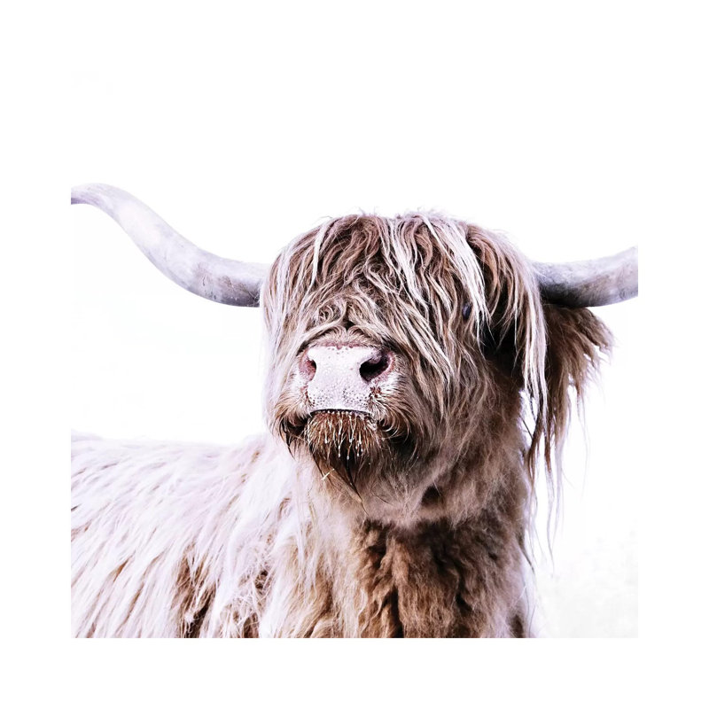 Highland Cattle Frida I Square by Monika Strigel - Wrapped Canvas Print, 45.72 cm H x 45.72 cm W x 1.91 cm D