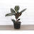 Live Burgundy Rubber Plant-49662164