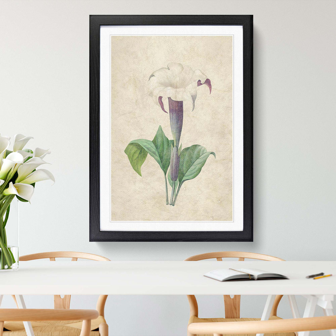 Daturas Flower by Pierre-Joseph Redoute - Picture Frame Painting Print