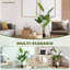 160cm Faux Bird Of Paradise Plant in Plastic, Cement Pot