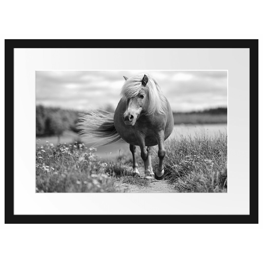 Gerahmtes Poster Shetlandpony auf der Wiese