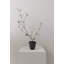 Inka Planter-993621638-993621656