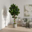 Fiddle Leaf Tree in Fiberstone Pot