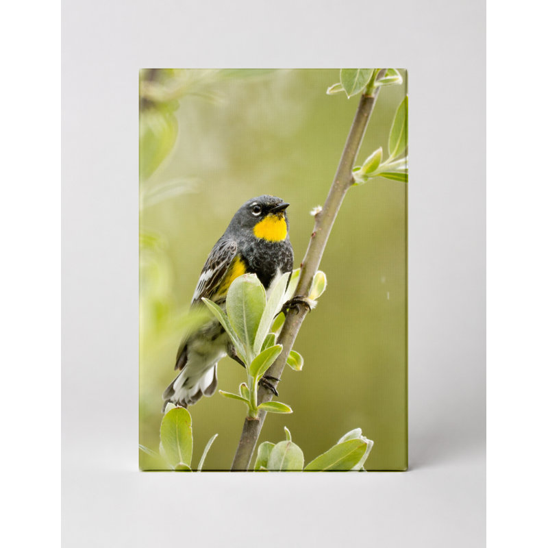 «100 Marsh Wren», art mural sur toile, 36" W x 24" H