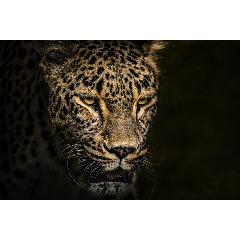 Leopard Portrait by Zocha_K - No Frame Print on Canvas, 30cm H x 46cm W