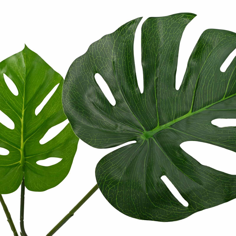Plant, 170cm H x 94cm W x 18cm D