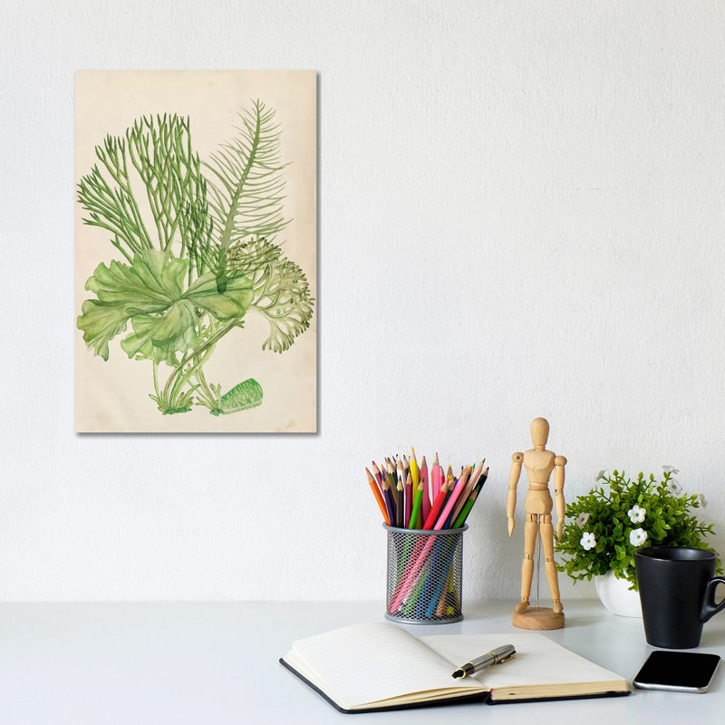Vintage Coral Collection I by Melissa Wang - Wrapped Canvas Painting, 20.32 cm H x 30.48 cm W