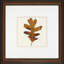 Nature Leaves III Print