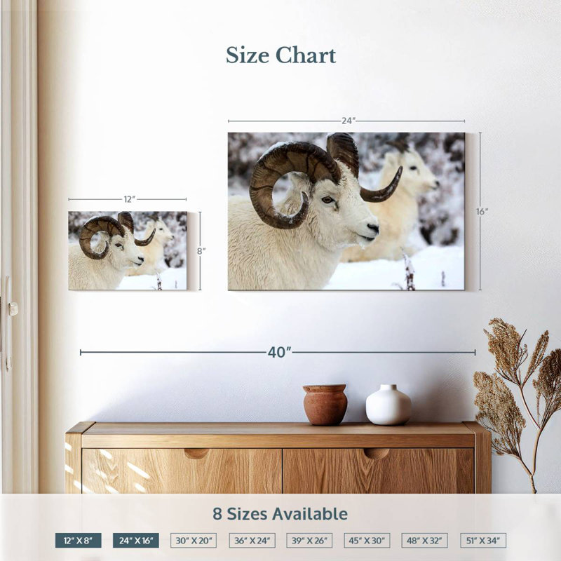 Crowle Winter Dall Sheep, 16" H x 24" W