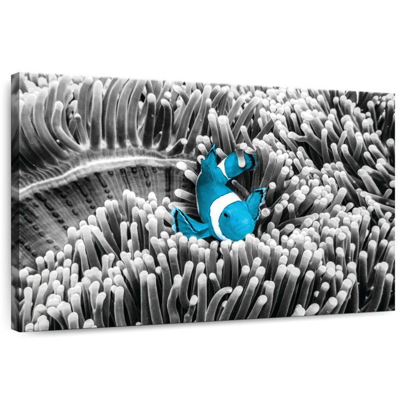 Brampt Clownfish Pop, 24" H x 36" W