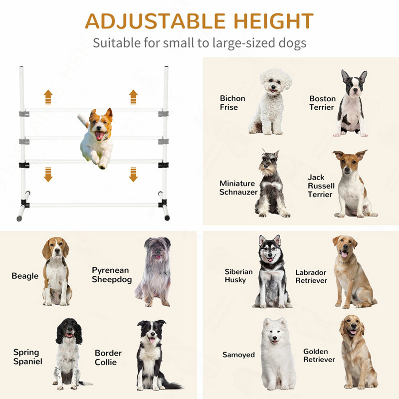 Équipement de dressage pour chien