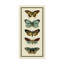 « papillon collector vi », reproduction d’impression sur toile tendue-33423734
