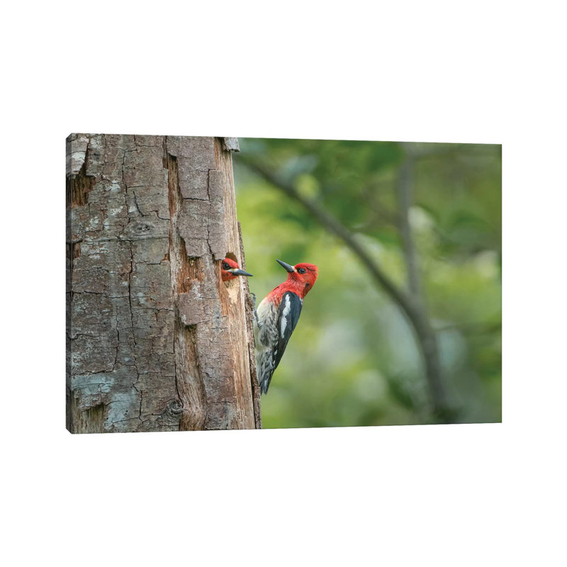 USA, WA. Red-Breasted Sapsucker (Sphyrapicus Ruber) Mated Pair at Their Nest in a Red Alder Snag. 1 Piece Wrapped Canvas Wall Art
