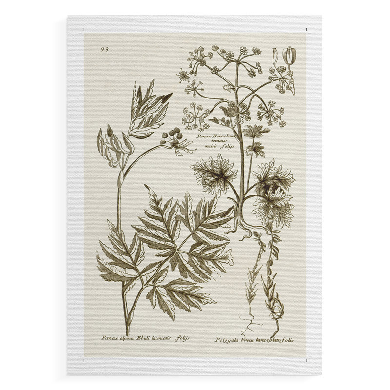 Sépia Botanical Journal III - Impression sur toile seulement - NON-CADRE, H 18 po x l 12 po