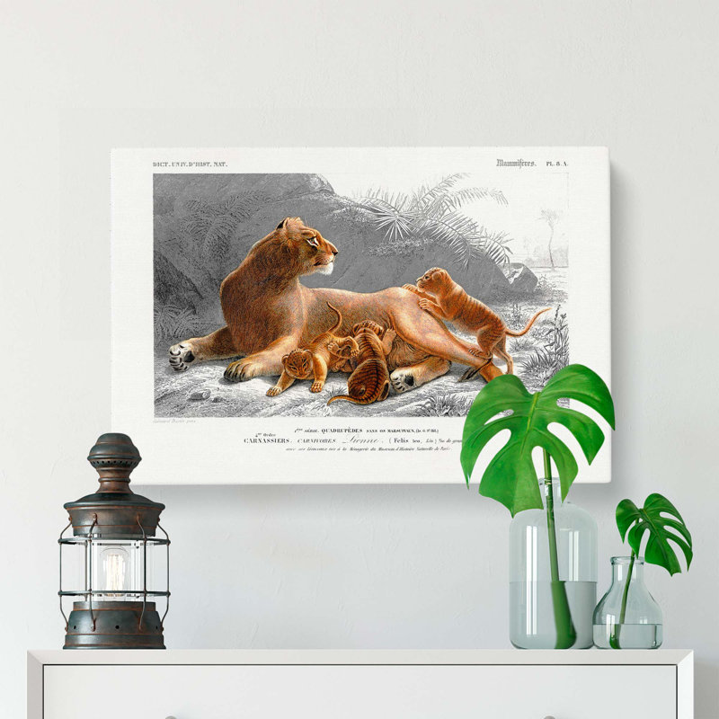 African Lion with Cubs - Wrapped Canvas, 35cm H x 50cm W x 3cm D