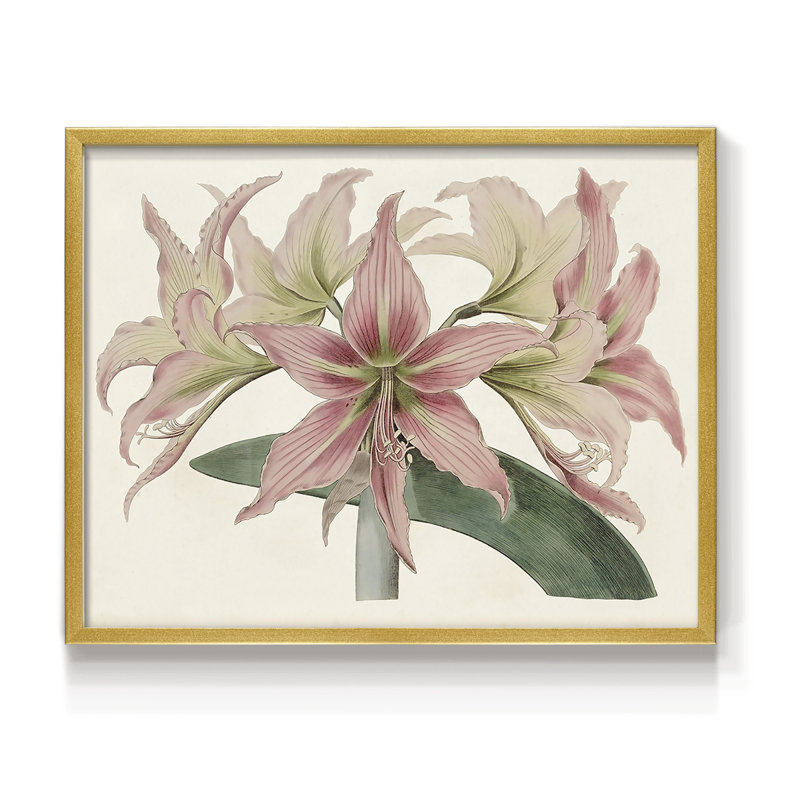 Amaryllis Varietals I - Impression encadrée - Restickable, H 11 po x l 14 po
