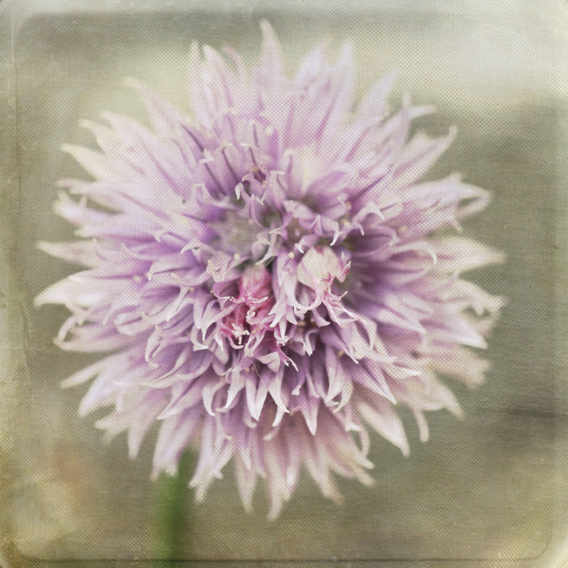 Waiting On Purple XII by Jennifer Jorgensen - Wrapped Canvas Print, 30cm H x 30cm W