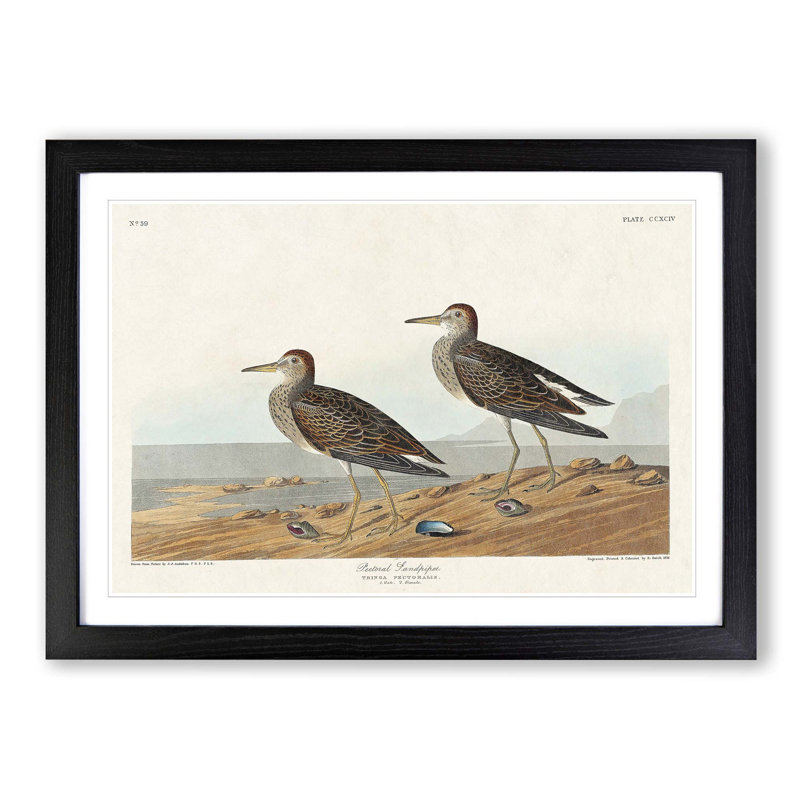 Pectoral Sandpipers by John Audubon - Picture Frame Painting Print, 27cm H x 36cm W x 2cm D, Black Framed
