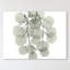 « descending eucalyptus 4 », reproduction d’impression sur toile tendue-23604653
