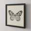 «Butterfly V BW», reproduction d'art graphique sur papier encadré