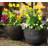 Colin Planter-159122913-159122912