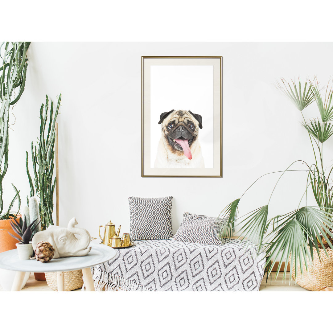 Gerahmter Fotodruck Funny Pug