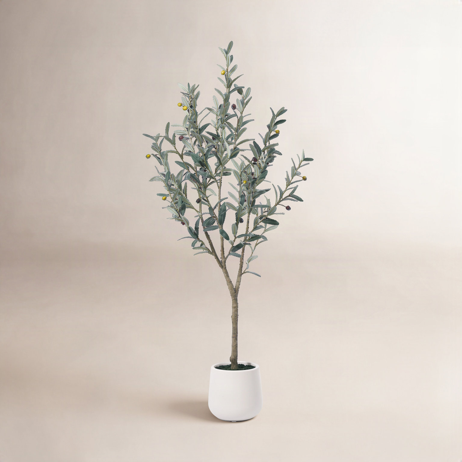 Adcock Olive Tree in Pot, 60" H x 20" W x 20" D