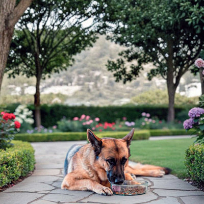 Bols pour chien en verre recyclé, capacité de 60 oz, diamètre de 9 po