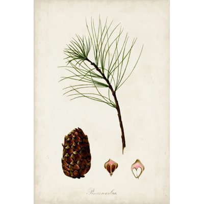 Antique Tree Study IV - Wrapped Canvas Painting