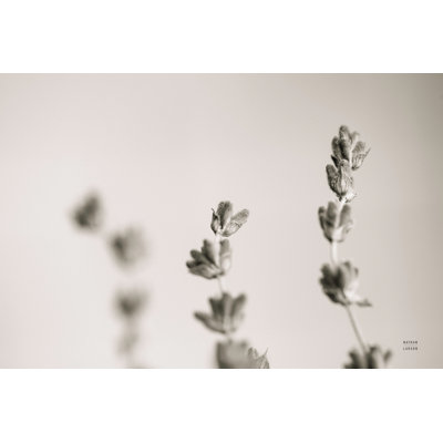 Lavender Study 1 Piece Wrapped Canvas Wall Art