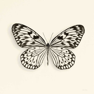 Papillon V BW