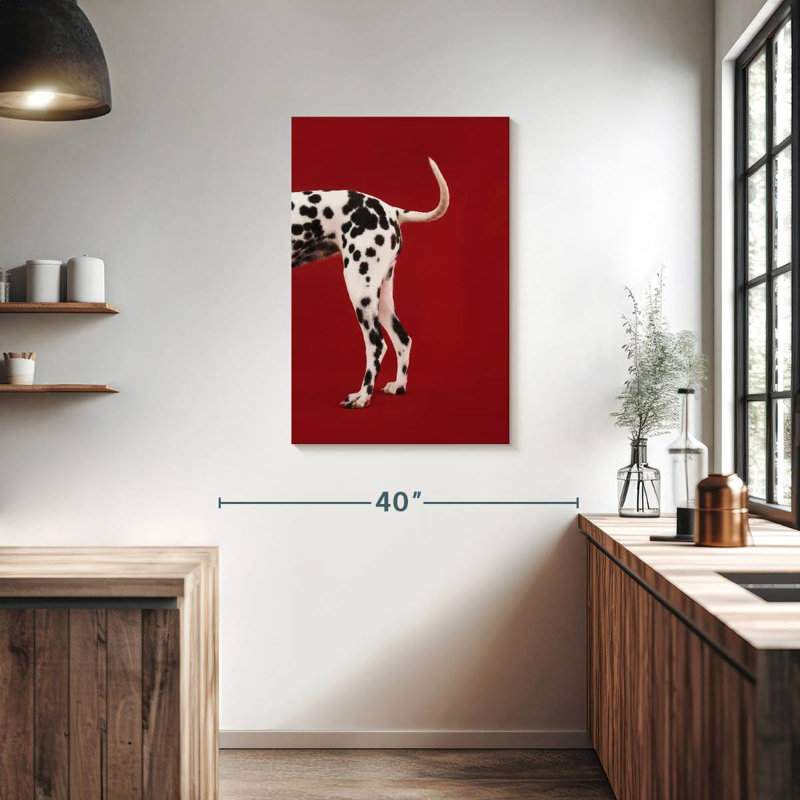 Queue dalmatienne, H 36 po x l 24 po
