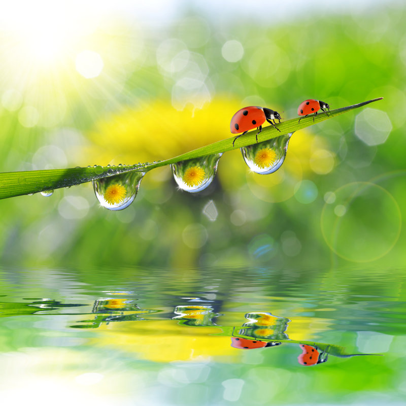 Motte Dew Drops And Ladybugs - Wrapped Canvas Print, 51cm H x 51cm W x 3.8cm D