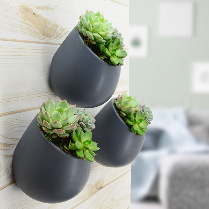 Jardinière murale Hilaria, Matte Dark Gray, H 6,5 po x l 5,5 po x P 5 po