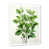 Cadre simple blanc