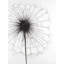 Pissenlit, reproduction d'art sur toile