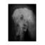 Yaroslav Vasiliev-Apostol  Medusa Canvas Art-703805830