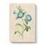 Field Bindweed Flowers by Pierre-Joseph Redoute - Wrapped Canvas-55370958
