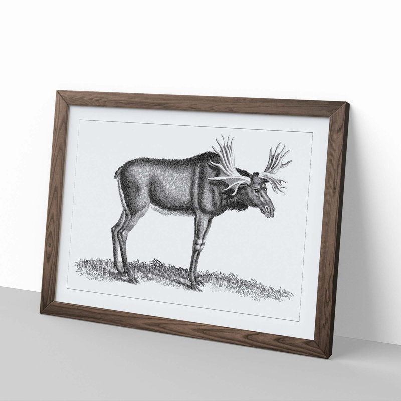An Elk In Black And White by George Shaw - Single Picture Frame Print, Walnut Framed, 45cm H x 63cm W x 2cm D