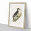 A Three-Toed Woodpecker by Von Wright - Single Picture Frame Painting-55457874-55457875