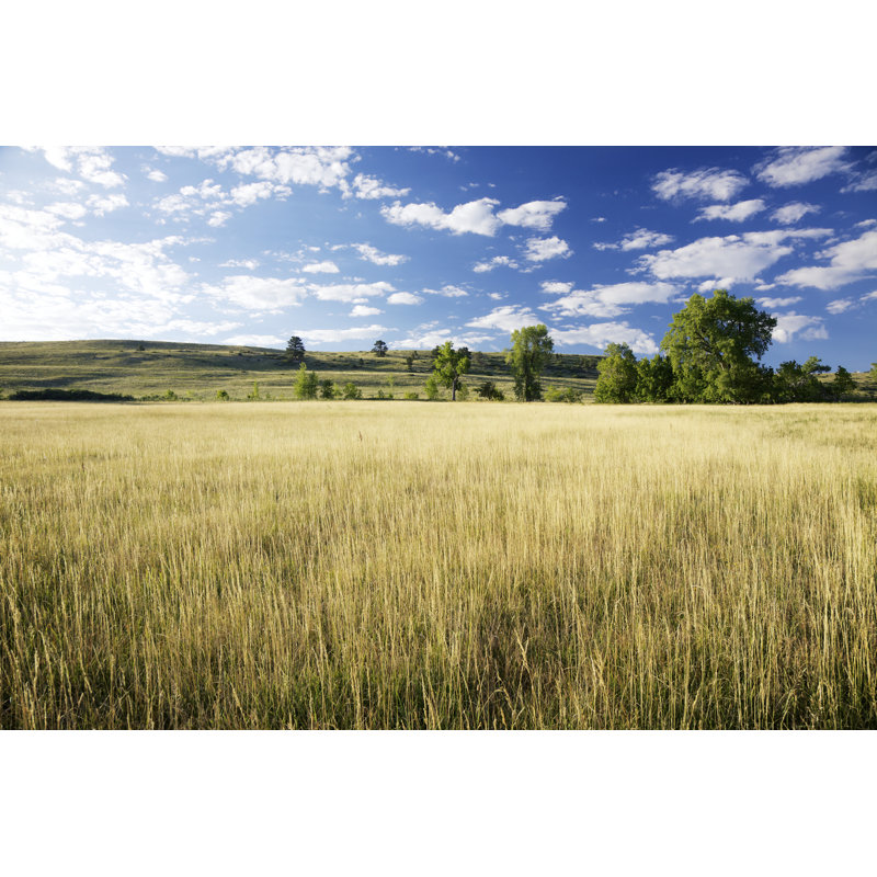 Blue Skies And Golden Field by Beklaus - No Frame Art Prints on Canvas, 20cm H x 30cm W
