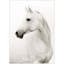 Portrait Of A Stallion Print