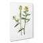 Mustard Flowers Illustration - Wrapped Canvas Painting-55360094