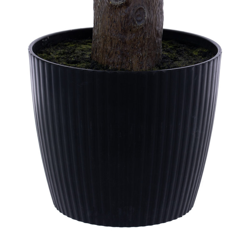 86 "plante verte en pot Nolina, 86"