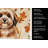 Sable Havanese Heirloom Fall Kitchen Towel-1218231561